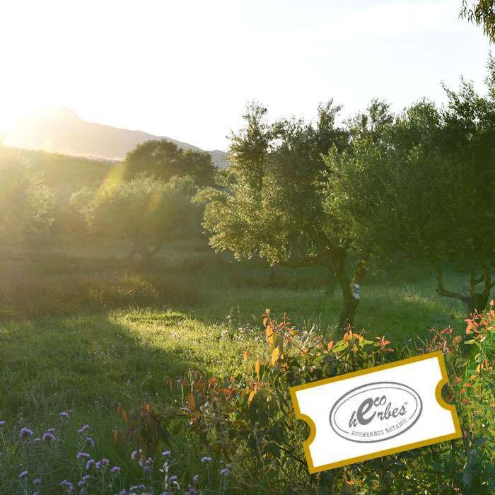 🌿 Wild Mediterranean Plants Workshop: Edible & Medicinal Treasures from Nature
