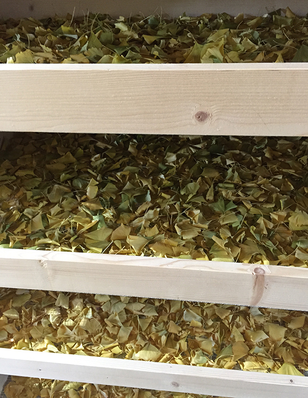 Propiedades Ginkgo Biloba