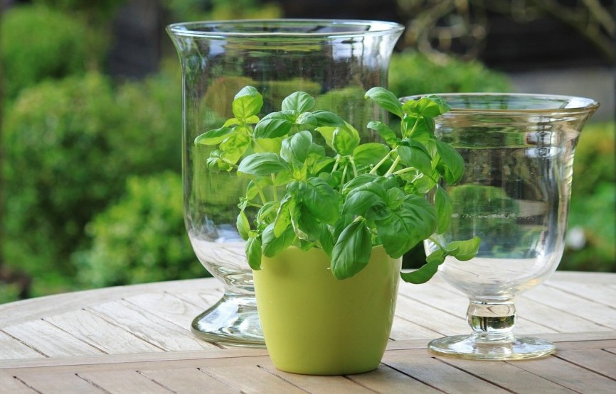 repelente natural, ecoherbes