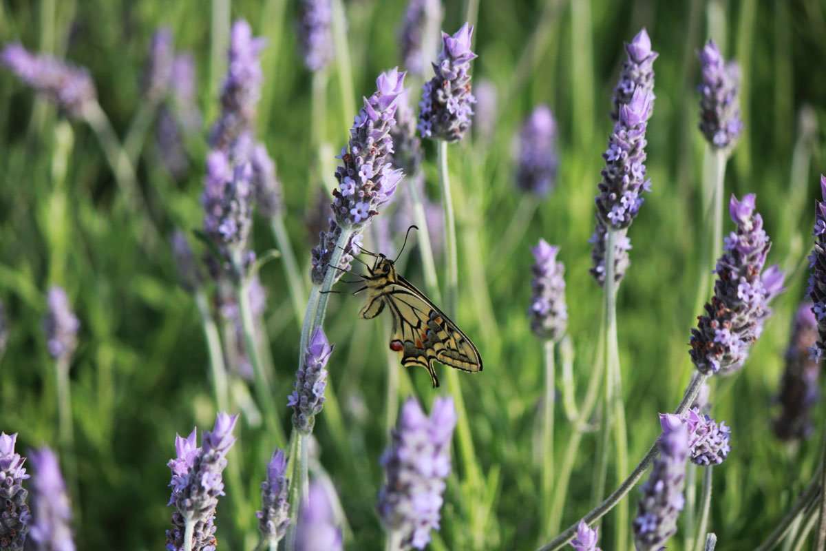 fauna de ecoherbes park Fauna de Ecoherbes Park