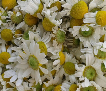 Flores de manzanilla y su historia