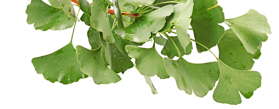 ginko_biloba2