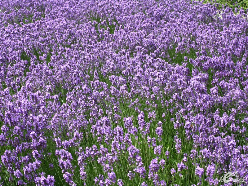 lavanda