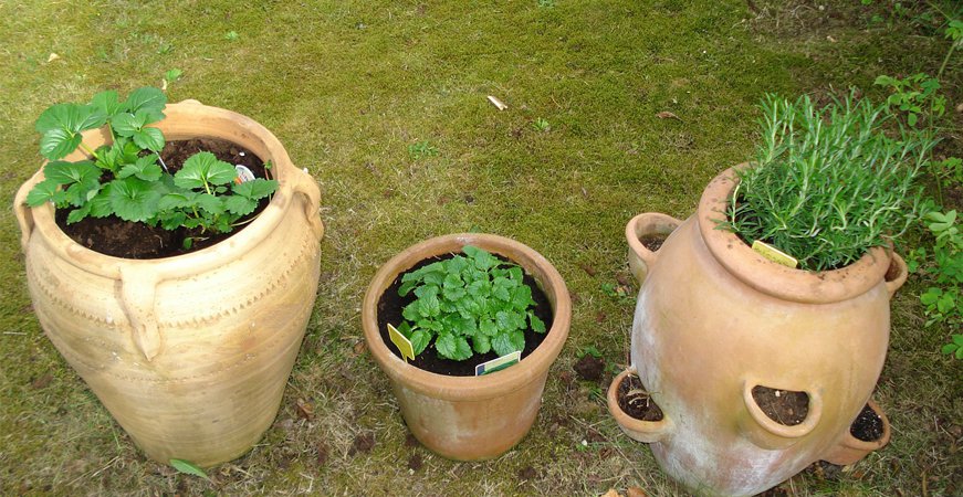 melisa maceta ecoherbes