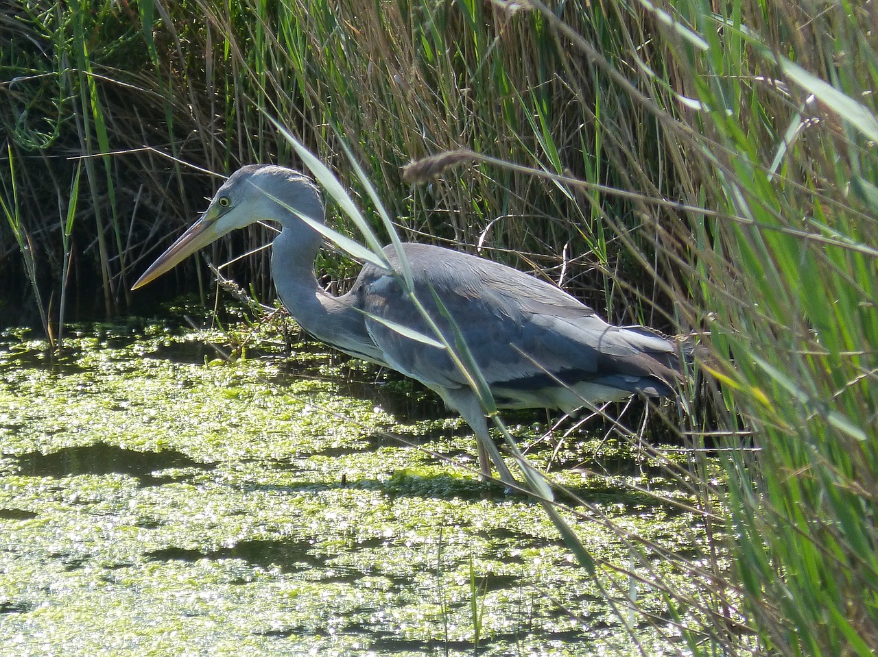 delta del ebro