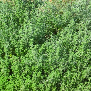 infusion poleo blanco, ecoherbes