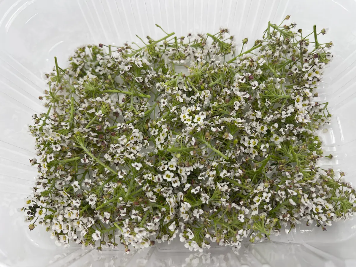 Flors Alyssum blanca ECO: elegància silvestre per a la cuina creativa