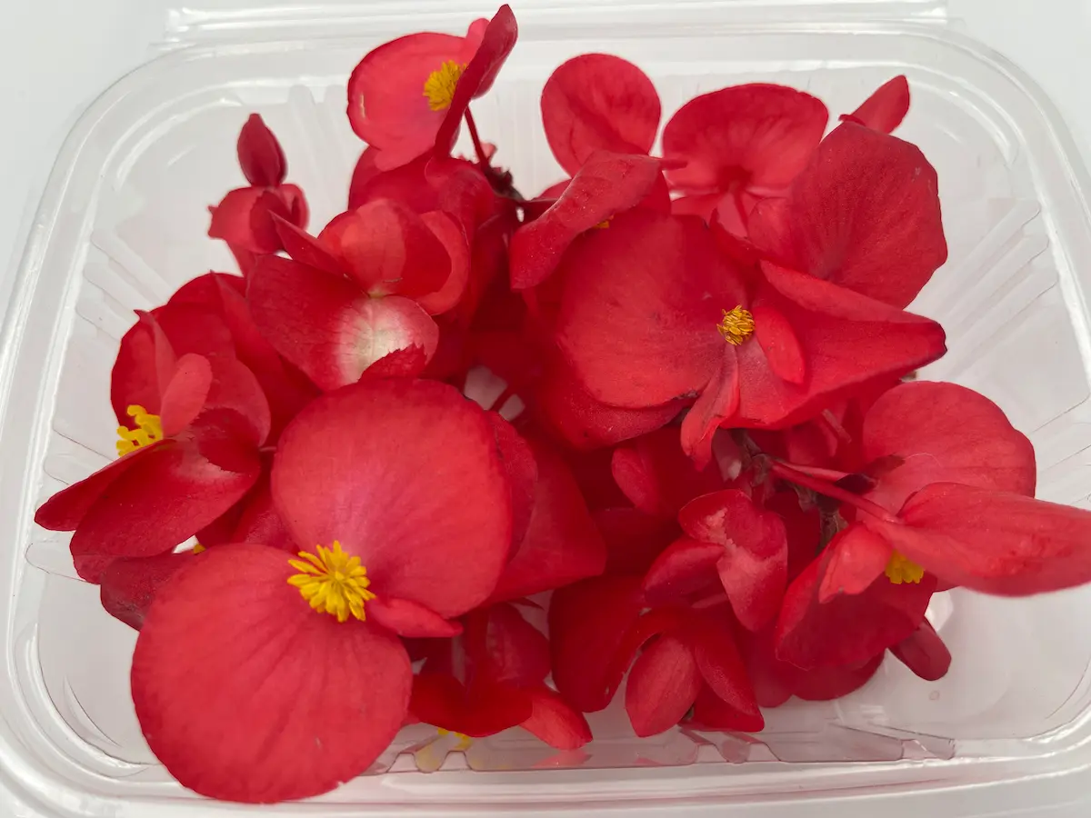 Flors de begònia vermella ECO: frescor ecològica per a l’alta cuina
