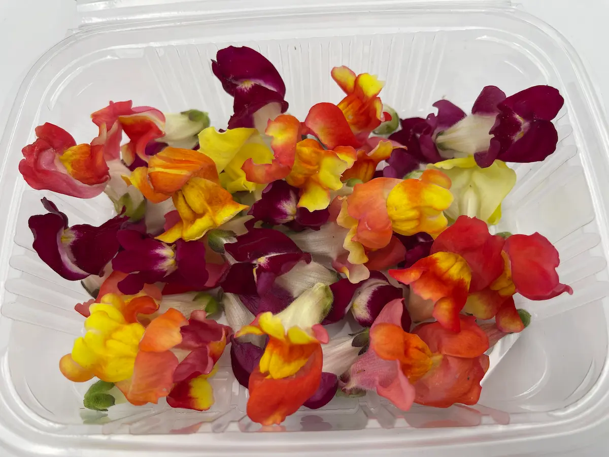 Snapdragon Flower ORGANIC: sculptural shape and vibrant color for dishes with visual expression