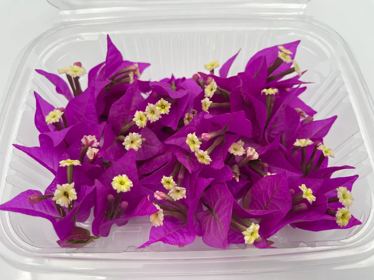 Flor de buguenvíl·lia ECO: color vibrant i presència exòtica per a plats amb impacte visual