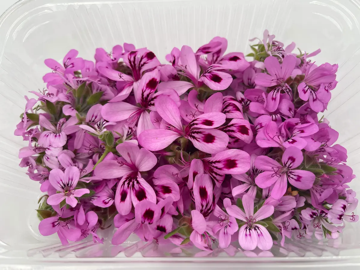 Geranium Flower ORGANIC: citrus and floral notes for aromatic cuisine