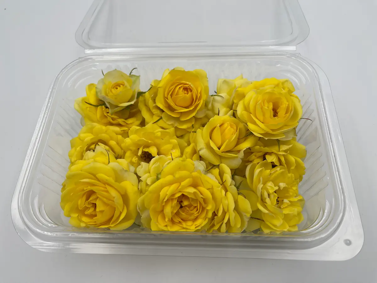Flor de rosa ECO: elegancia clásica y aroma intenso para creaciones refinadas - Imagen 2