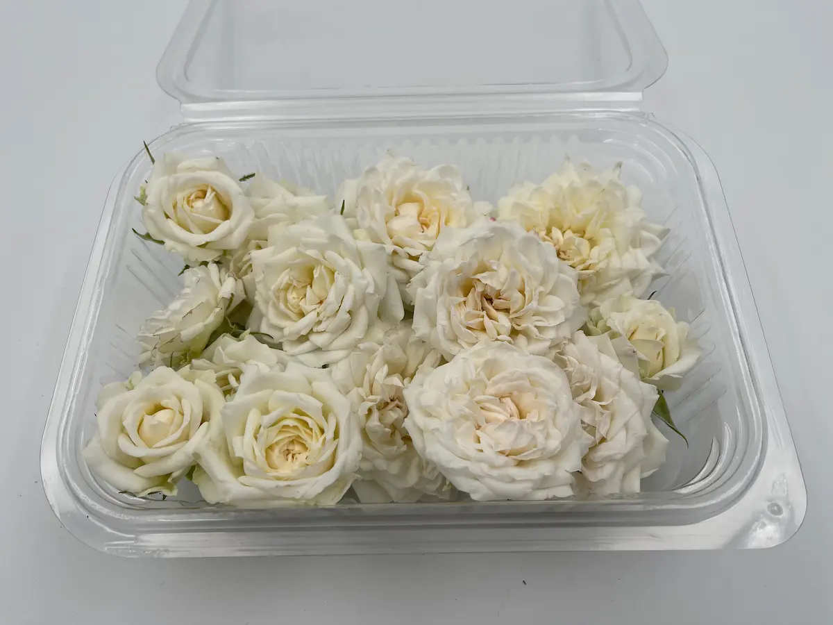 Flor de rosa ECO: elegancia clásica y aroma intenso para creaciones refinadas - Imagen 3