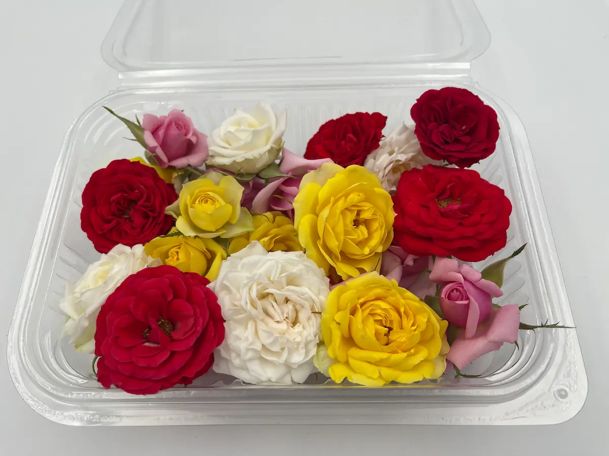 Flor de rosa ECO: elegancia clásica y aroma intenso para creaciones refinadas - Imagen 6