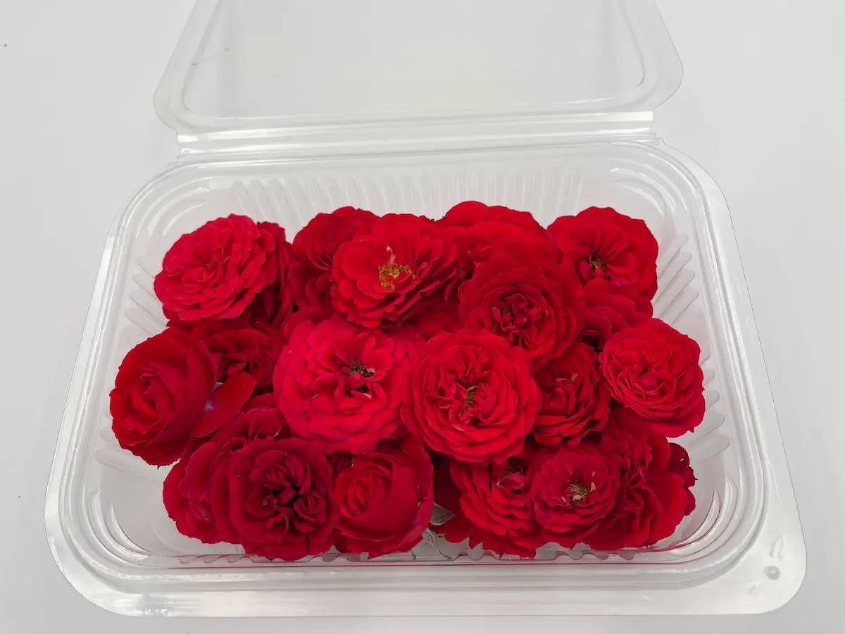 Flor de rosa ECO: elegancia clásica y aroma intenso para creaciones refinadas - Imagen 4