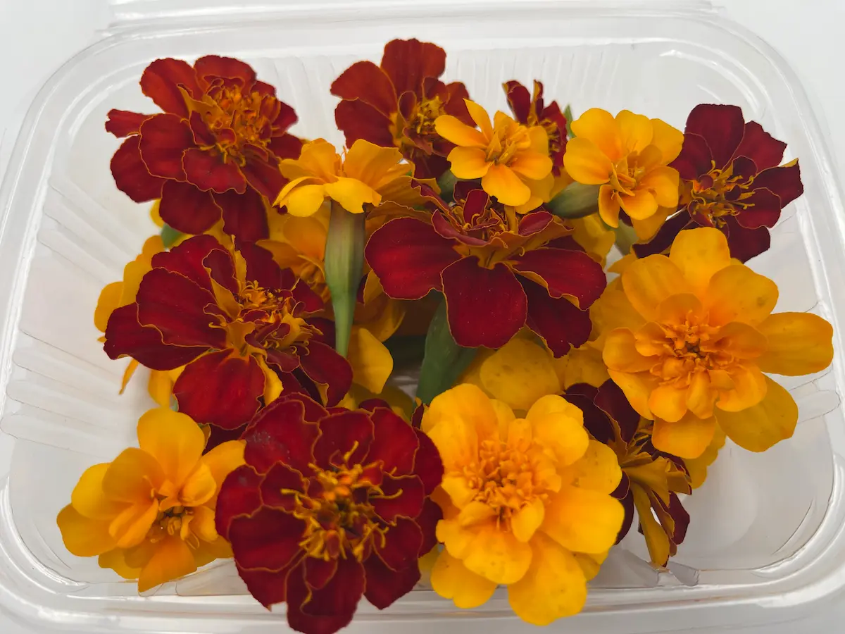 Flor de tagetes ECO: intensidad cromática y sabor cítrico para platos atrevidos