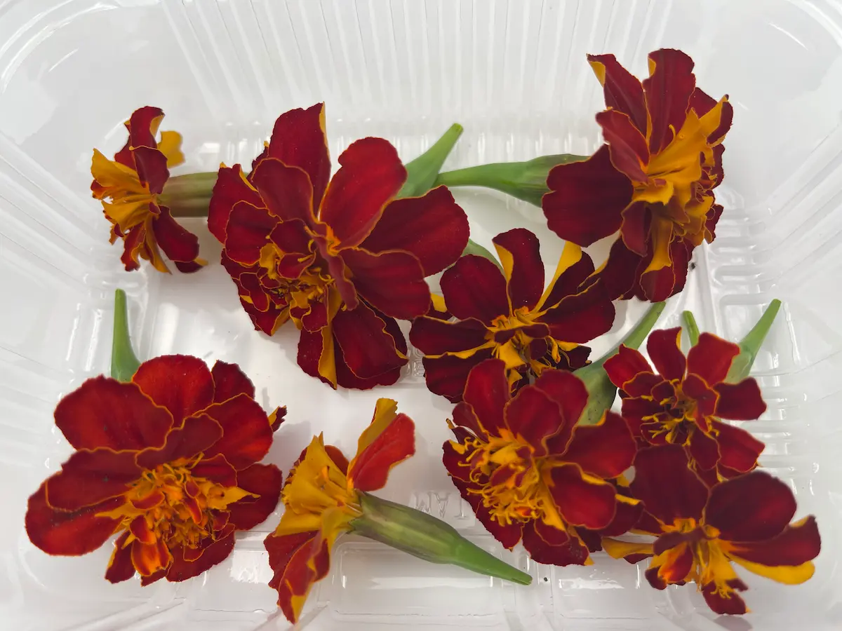 Flor de tagetes ECO: intensidad cromática y sabor cítrico para platos atrevidos - Imagen 3