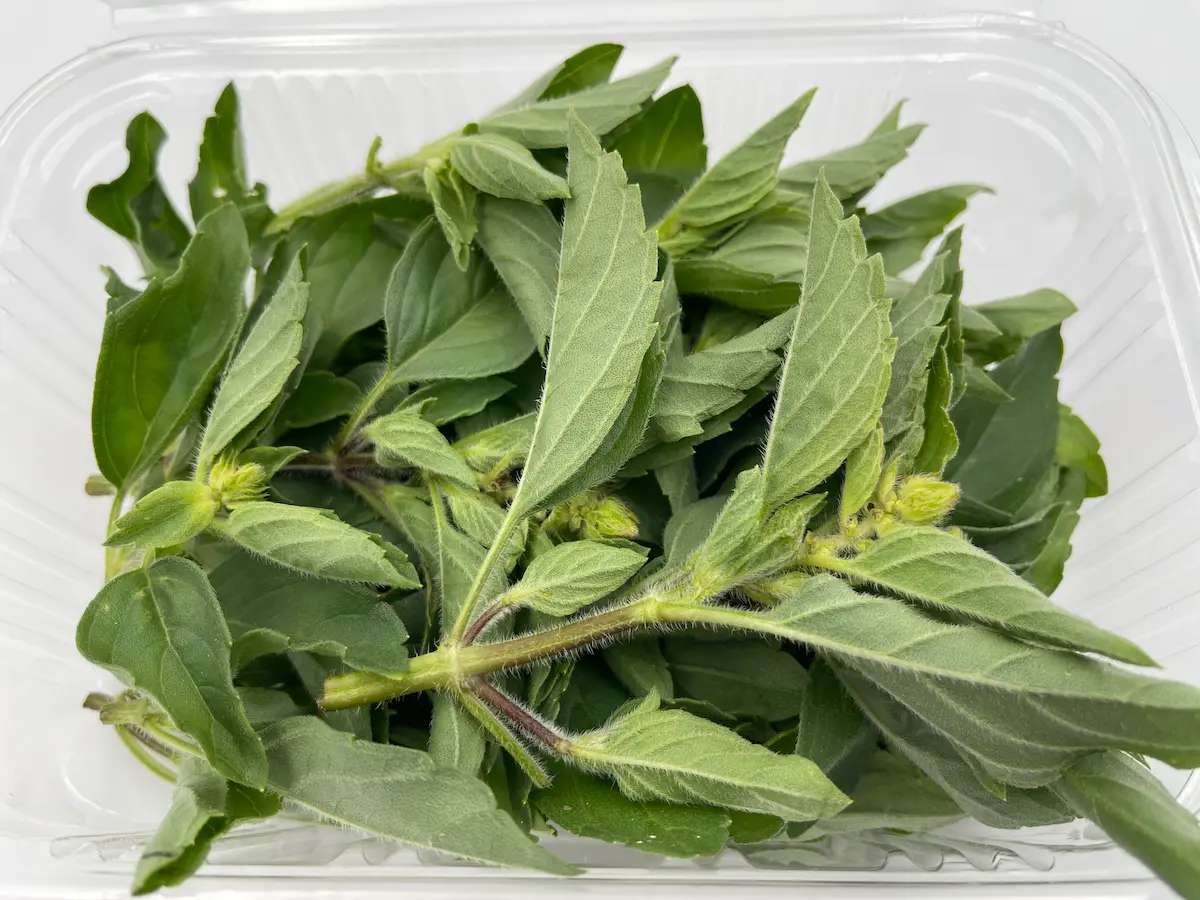 Fulles d’alfàbrega sagrada ECO: aroma especiat i frescor espiritual per a plats amb caràcter