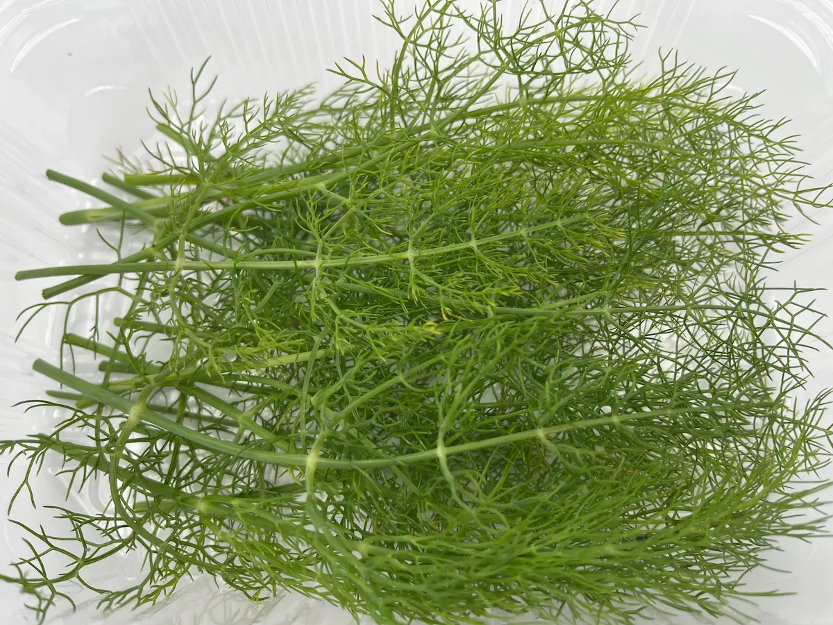 Fulles de fonoll ECO: lleugeresa anisada i elegància vegetal per a plats frescos i aromàtics
