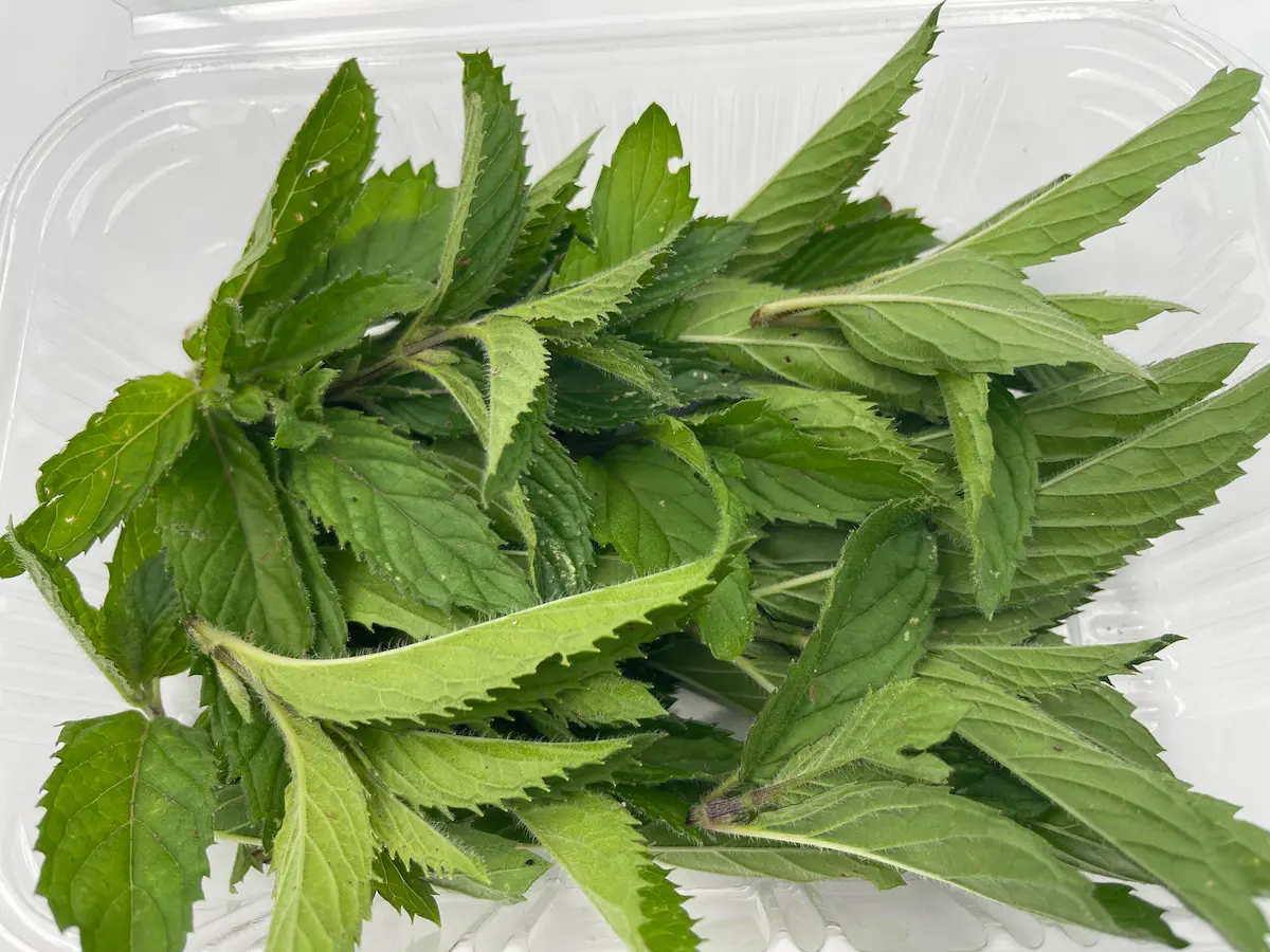 Mint leaves ORGANIC: intense freshness and classic versatility for all kinds of preparations