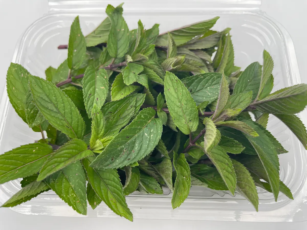 Hojas de menta chocolate ECO: frescura mentolada con notas de cacao para creaciones originales