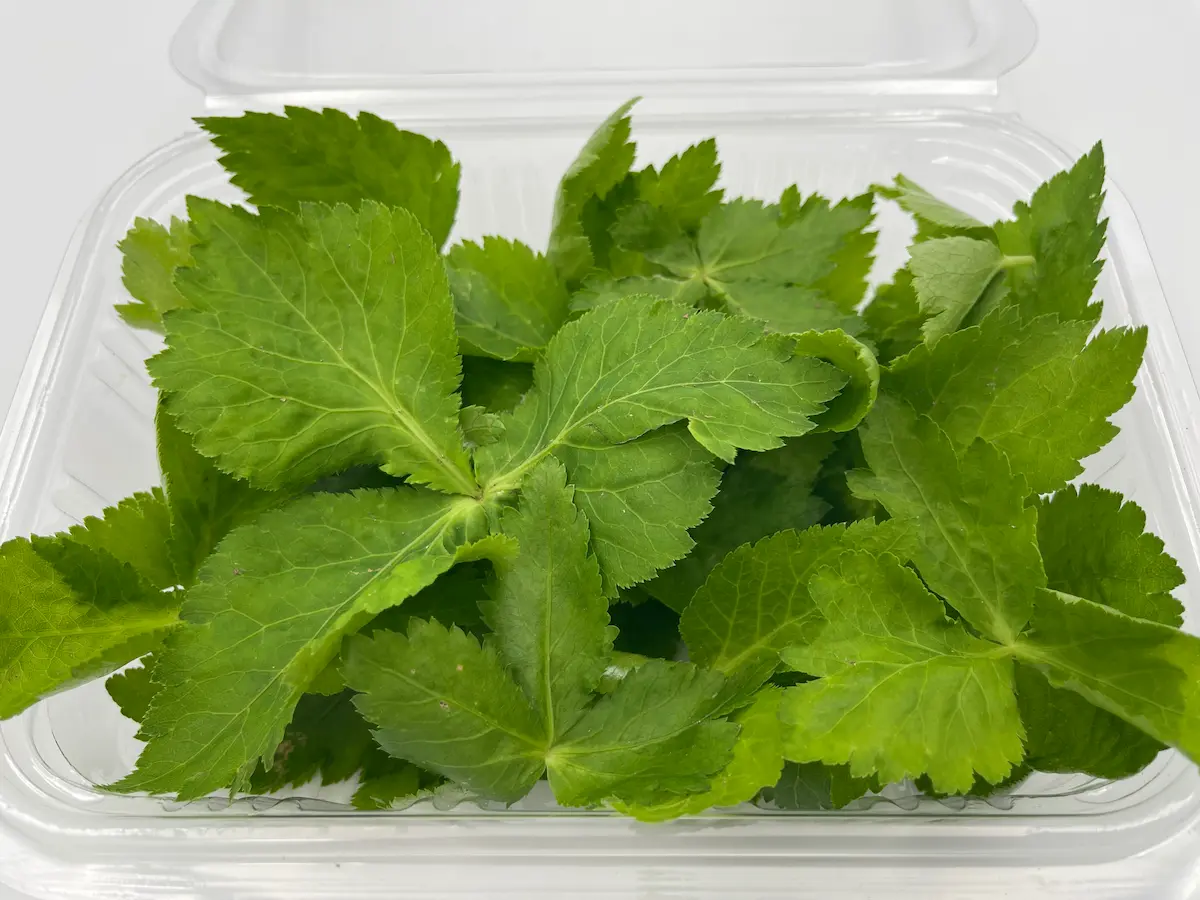 Hojas de perejil japonés ECO: frescura aromática y perfil exótico para cocina de fusión y detalle