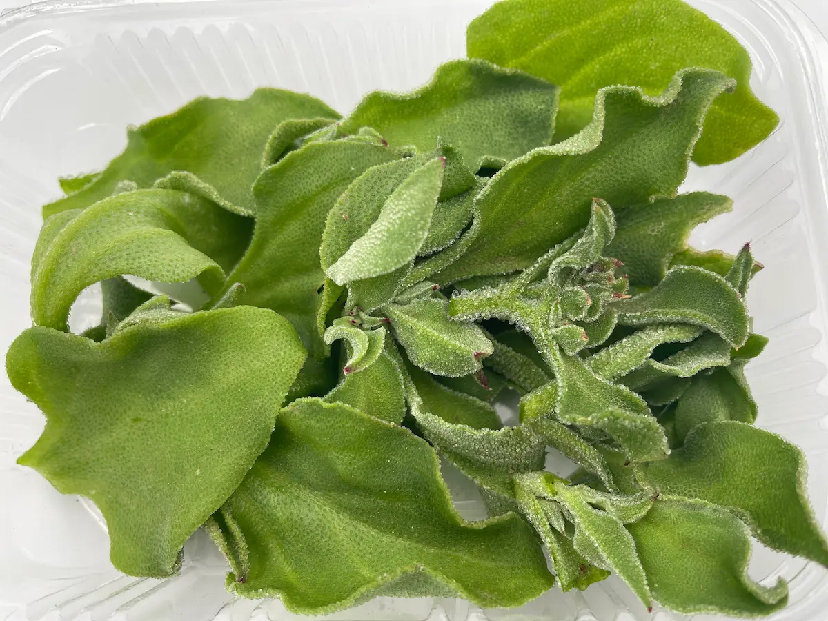 Fulles de planta de gel ECO: textura cruixent i frescor visual per a plats innovadors
