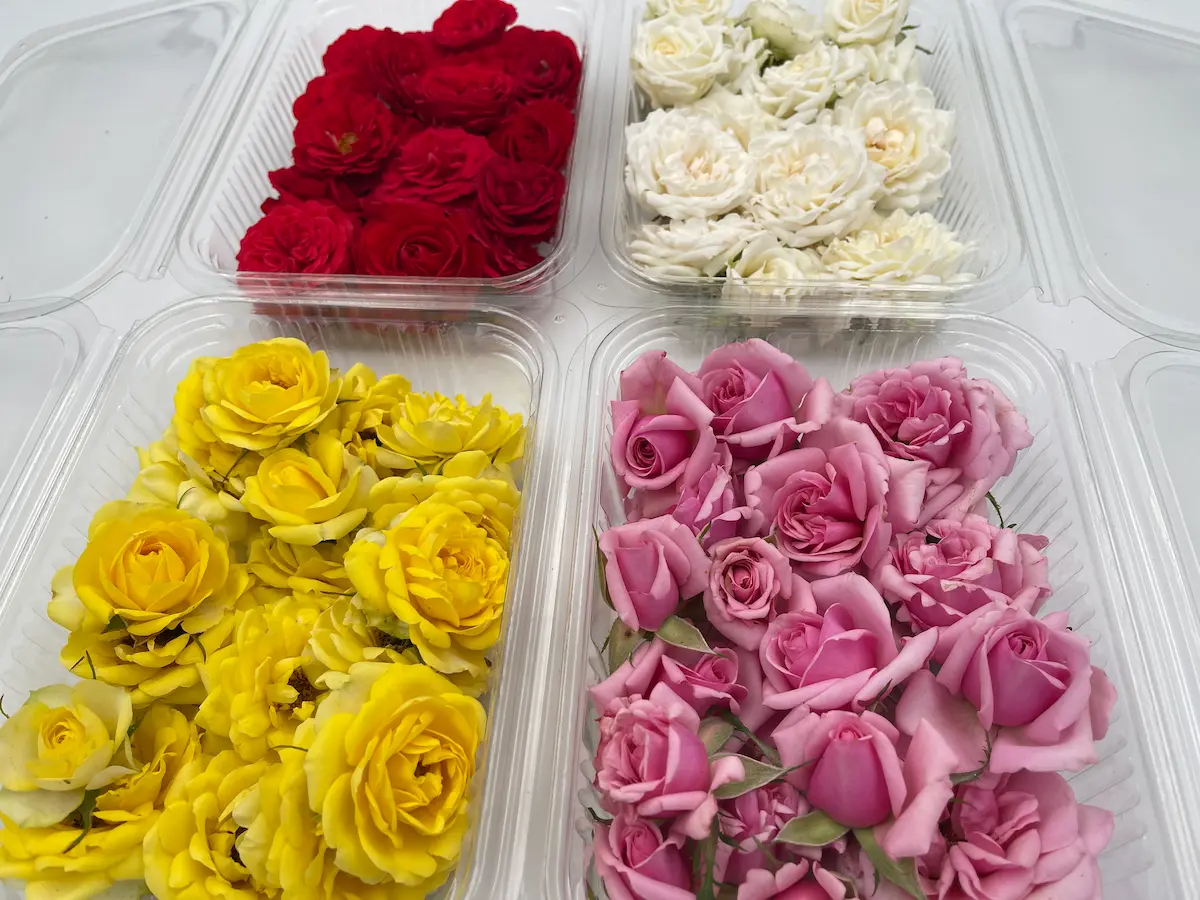 Flor de rosa ECO: elegancia clásica y aroma intenso para creaciones refinadas - Imagen 8