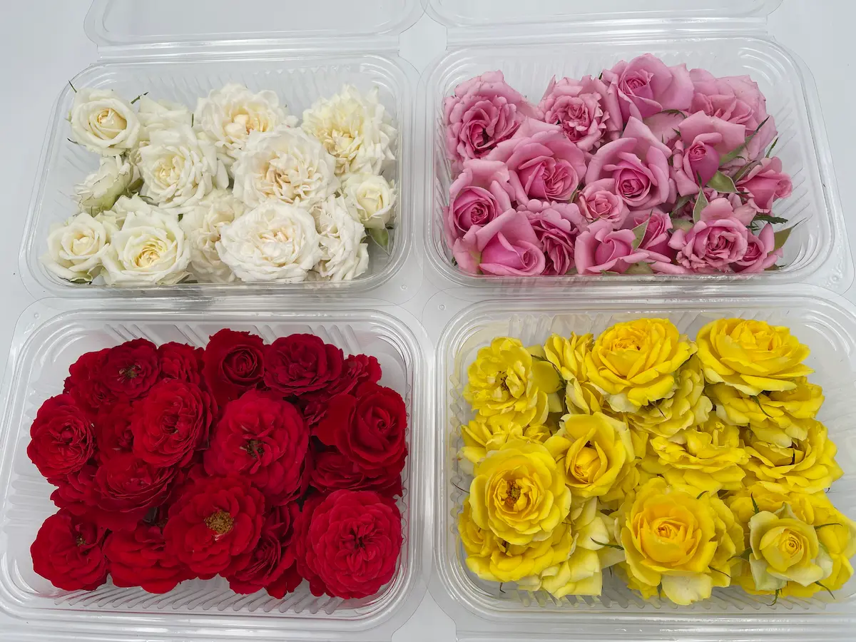 Flor de rosa ECO: elegancia clásica y aroma intenso para creaciones refinadas