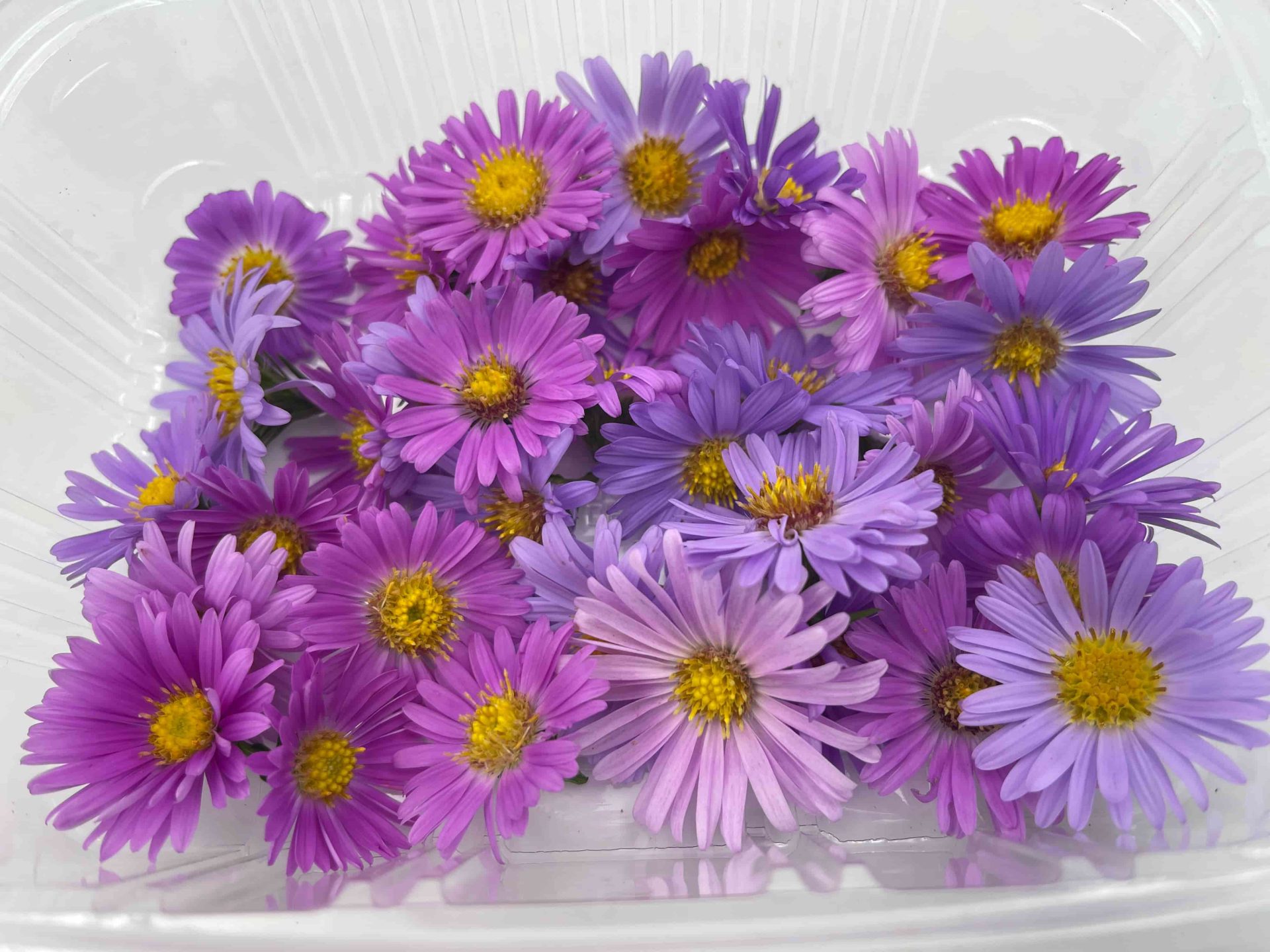 Flor de aster ECO: estética silvestre y color delicado para platos que celebran la naturalidad