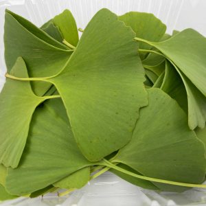 Ginkgo leaves ORGANIC: iconic shape and herbal nuance for a cuisine with botanical identity